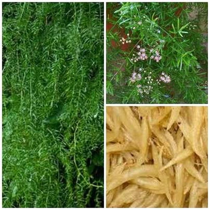 Cây và vị thuốc thiên môn đông dưỡng âm, thanh nhiệt, bổ phổi.
