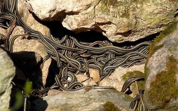 Giống như đa số các loài rắn khác, rắn Thamnophis sirtalis có hai dương vật ở bên thân thể. Rắn đực sẽ dùng dương vật ở vị trí tốt nhất để giao hợp với rắn cái nằm giữa quả cầu. Điều thú vị là những con rắn lưỡng tính cũng có thể tiết ra pheromone như con cái để đánh lừa con đực đến sưởi ấm và bảo vệ chúng.