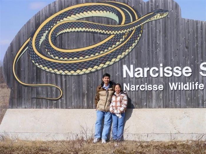Số lượng rắn Thamnophis sirtalis xung quanh vùng Narcisse là khoảng 70.000 con, nhưng một đợt thời tiết xấu xảy ra vào năm 1999 đã giết chết hàng chục ngàn con trước khi chúng quay lại giấc ngủ đông dài. 