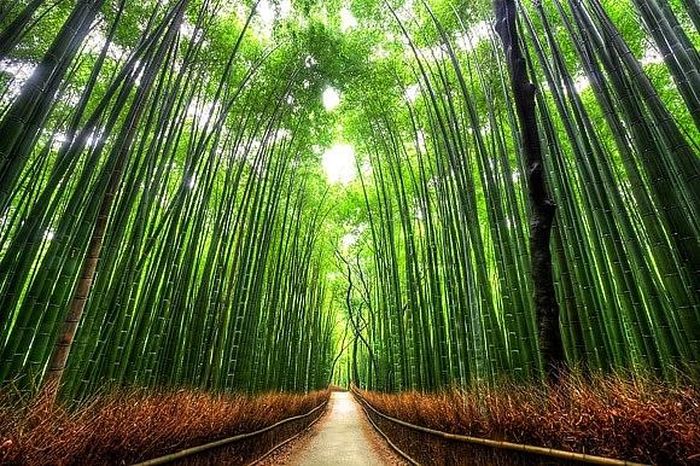 Kyoto, Nhật Bản