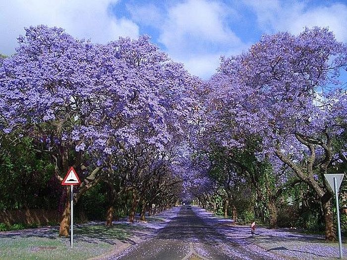 Johannesburg, Nam Phi