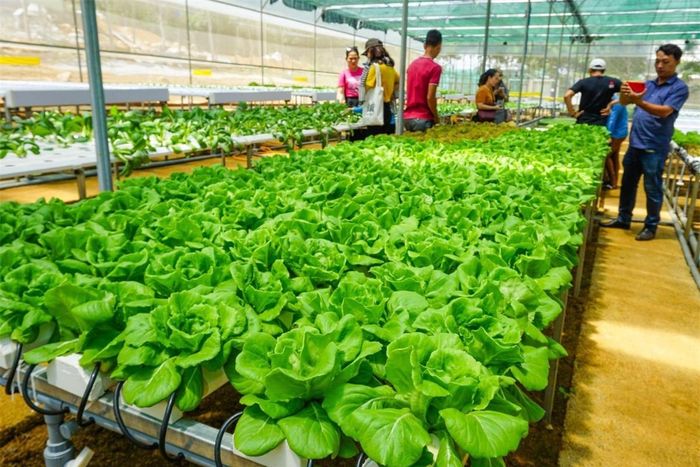 Du khách tìm hiểu vườn rau tại trang trại nông nghiệp BB Farm. Ảnh: Sở VHTT&DL Phú Yên