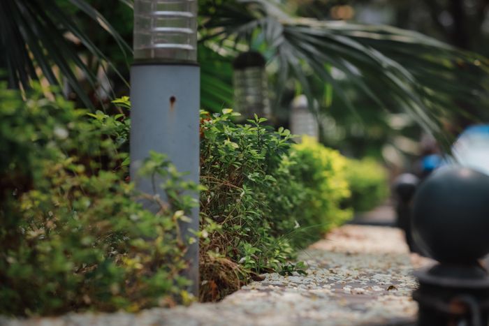 Hoa đẹp nhưng mùa hoa Sưa lại ngắn, hoa nở rất nhanh nhưng cũng rụng rất nhanh sau đó.
