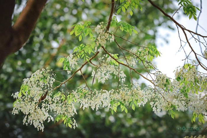 Hoa sưa nhỏ mọc thành từng chùm.