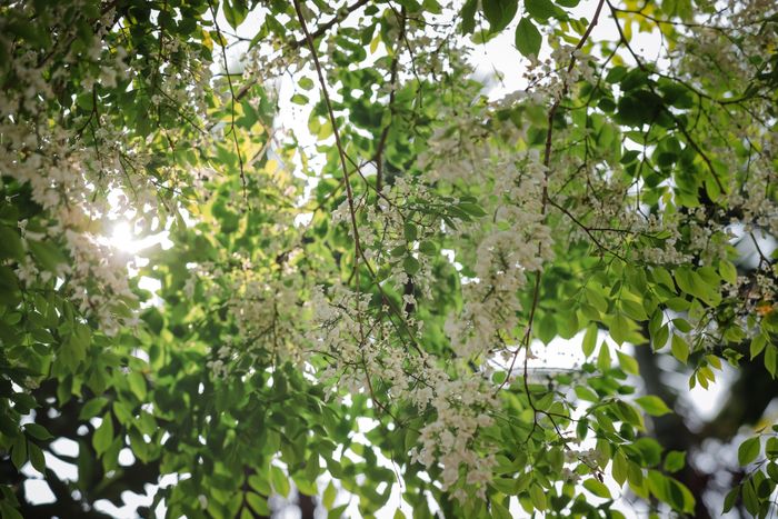 Khi trời miền Bắc hãy còn những đợt rét nhẹ, hoa sưa bắt đầu bung nở những cánh nhỏ xinh, khoe sắc trắng tinh khiết. Ảnh: Phạm Anh.