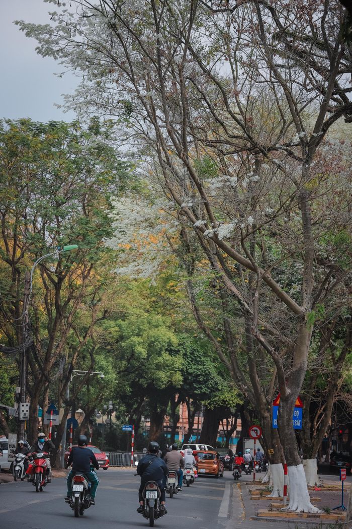 Sưa là một loại cây thân gỗ, là cây ưa sáng, cao, to, tán rộng nên được trồng nhiều ở Thủ đô để làm cảnh quan và lấy bóng mát. Ảnh: Phạm Anh.