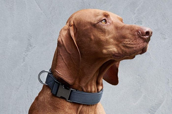  Porsche có một danh sách dài đồ lưu niệm và thời trang, tuy nhiên không phải ai cũng biết rằng hãng xe Đức có bán cả vòng cổ và dây dẫn dành cho chó. Đây chắc hẳn là món phụ kiện đáng chú ý dành cho những ai đang chạy xe Porsche và có nuôi chó, trừ việc mức giá của 2 sản phẩm này khá cao. Tại Đức, chiếc vòng đeo cổ làm từ vải dệt mang logo Porsche có giá 42 euro (khoảng 50 USD), trong khi dây dẫn có giá 52 euro (khoảng 62 USD). 
