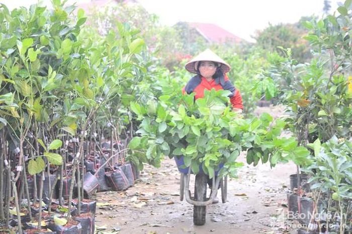 Các nhà vườn lại nhập cây ăn quả về bán cho người dân. Ảnh: TĐ