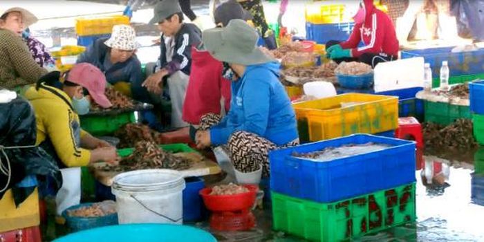 Bà con ngư dân tất bật bên những thùng tôm đầy ắp