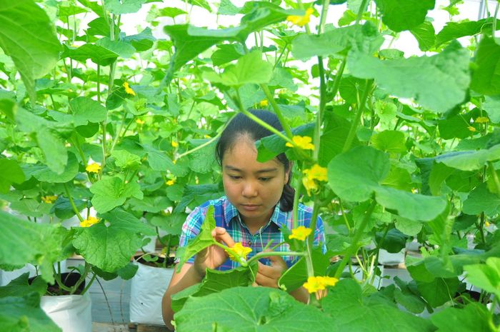 Yến Vi đang thụ phấn dưa 