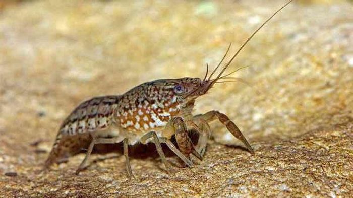 Loài tôm xâm hại tự nhân bản lan khắp châu Âu và châu Phi, phá hủy nhiều hệ sinh thái.