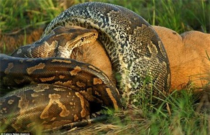 Nó phải vận dụng mọi kĩ năng của mình để có thể thưởng thức bữa ăn này