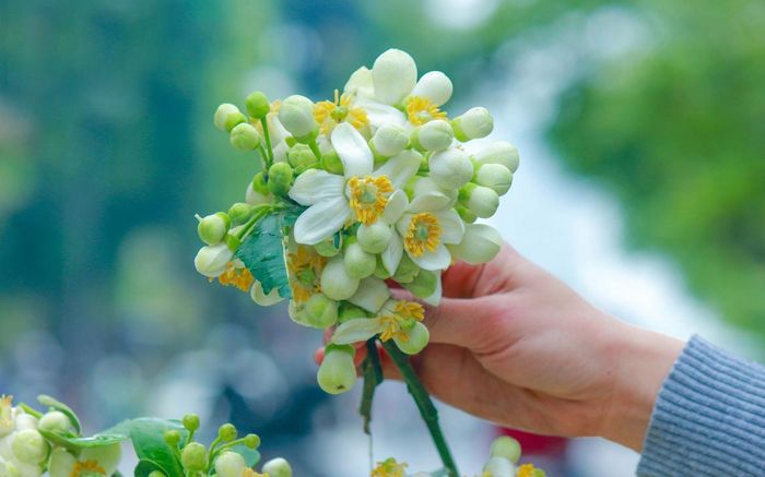Hoa bưởi được người dân mua để trang trí, tận hưởng hương thơm dịu mát của loài hoa này