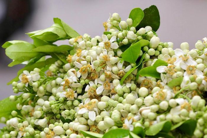 Vốn là loài hoa bình dị khiêm nhường về màu sắc, song với hương thơm đặc trưng nên nó được coi là “đặc sản” của người dân Hà Nội