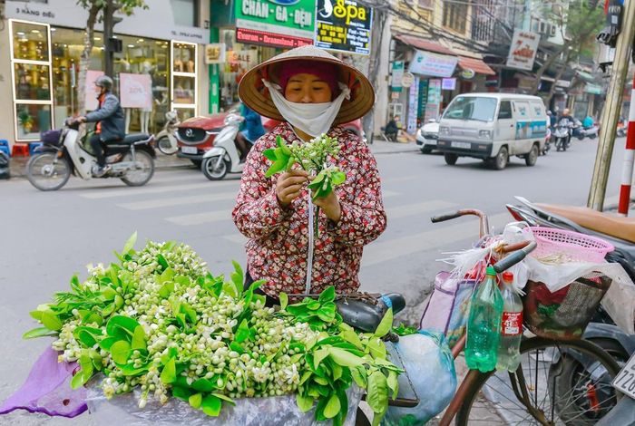 Mùa hoa bưởi về là thời điểm chuyển giao kết thúc tiết trời se se lạnh của mùa xuân và báo hiệu mùa hè sắp về