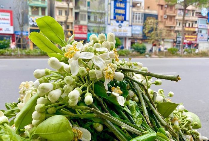 Không chỉ ngát hương thơm mà còn mang sắc thanh xuân tươi trẻ, giúp những con phố bừng lên sức sống