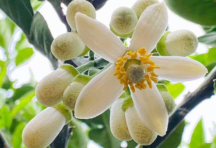 Những cánh hoa màu trắng muốt uốn quanh đài hoa, phô toàn bộ nhụy vàng, xen lẫn màu lá xanh mướt