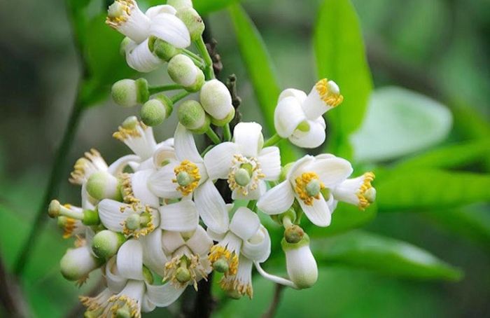Chẳng phải một loại hoa quá xa xỉ hay phô trương, nhưng hoa bưởi vẫn sở hữu nét đẹp rất riêng
