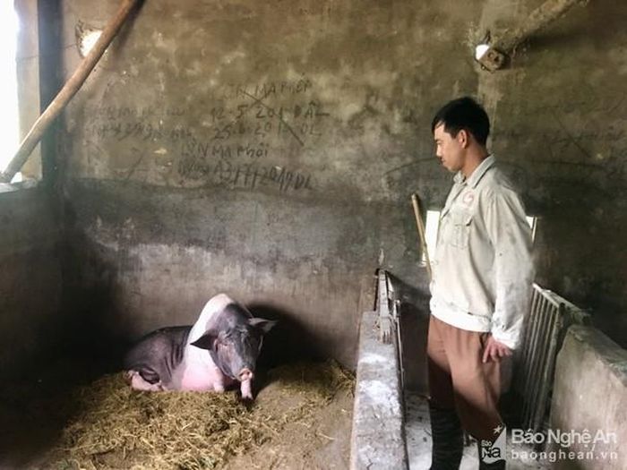 Một trong 3 con lợn nái của gia đình ông Lê Khắc Đào đang bỏ ăn và ốm. Ảnh: Ngọc Phương