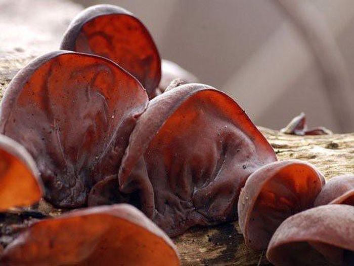 Mộc nhĩ tươi có chứa chất cực độc nên tuyệt đối không được ăn mộc nhĩ tươi
