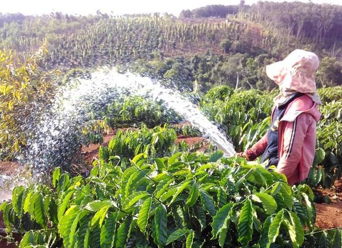Phụ nữ cũng vất vả trong mùa tưới cà phê