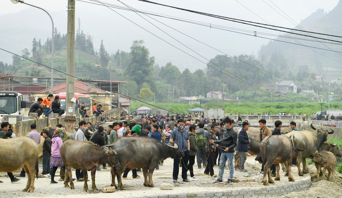 Phiên chợ trâu Bắc Hà như là một điểm hẹn văn hóa của đồng bào các dân tộc trên địa bàn huyện Bắc Hà và vùng phụ cận...