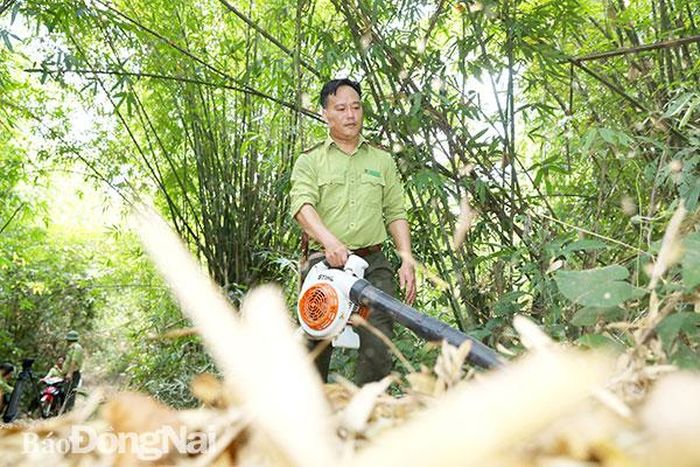 Lực lượng kiểm lâm thu gom lá khô trong rừng lồ ô