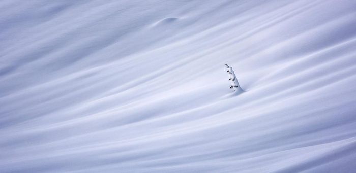 Người chiến thắng chung cuộc của giải thưởng Open Photographer of the Year là Matt Jackisch, đến từ Canada, với bức ảnh tuyệt đẹp về một cái cây đơn độc trong khung cảnh tuyết phủ ở British Columbia.