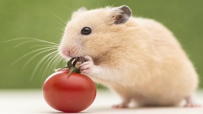 Thế nhưng, vận đào hoa cũng dễ rơi vào cả những chú chuột đã có gia đình, đòi hỏi bản lĩnh, giữ khoảng cách nhất định kẻo hủy hoại chính hôn nhân của mình. Đặc biệt tuổi Tý sinh năm 1993 nửa sau tháng 2 âm là cơ hội tốt để thoát cảnh độc thân, hãy chú ý đừng bỏ qua cơ hội.