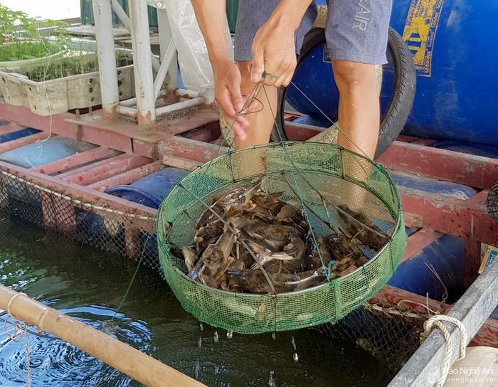 Ngoài các loại cá như trắm cỏ, cá leo, nhiều người còn nuôi cả cá bống bớp có giá trị kinh tế cao. Ảnh: TĐ