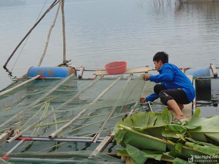 Cá lồng chủ yếu được nuôi bằng thức ăn tự nhiên như lá chuối, cỏ, cá mương băm nhỏ. Ảnh: TĐ