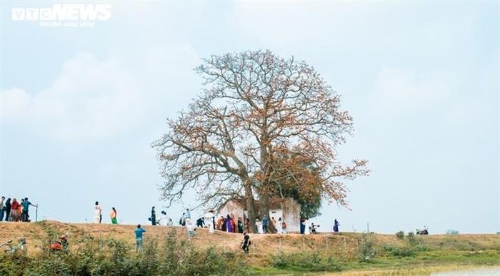 Mỗi ngày có hàng trăm du khách trong và ngoài tỉnh đổ về thưởng ngoạn, chiêm ngưỡng cây gạo.