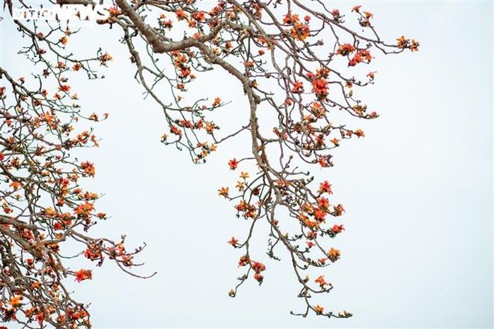 Vẻ đẹp của hoa gạo nổi bật trên nền trời.