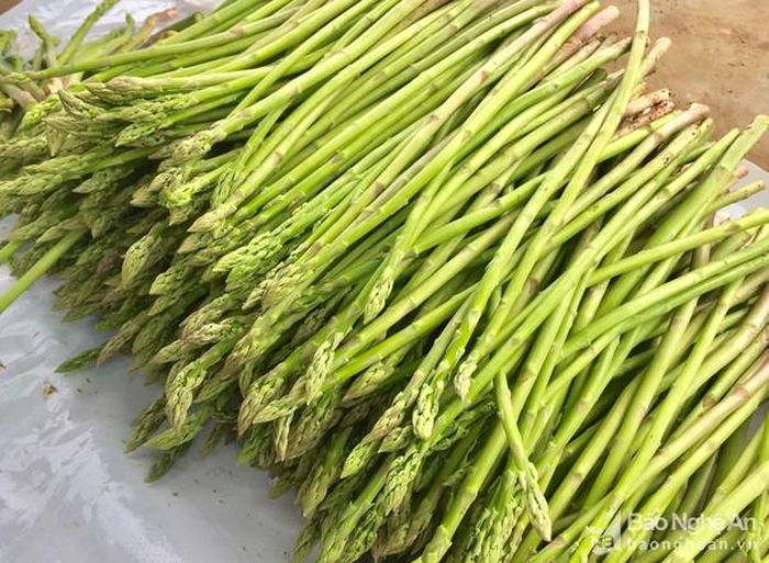Cây măng tây xanh cho thu hoạch gần như quanh năm và mang lại hiệu quả kinh tế cao cho người dân ở xã Tây Hiếu. Ảnh: Quang Huy