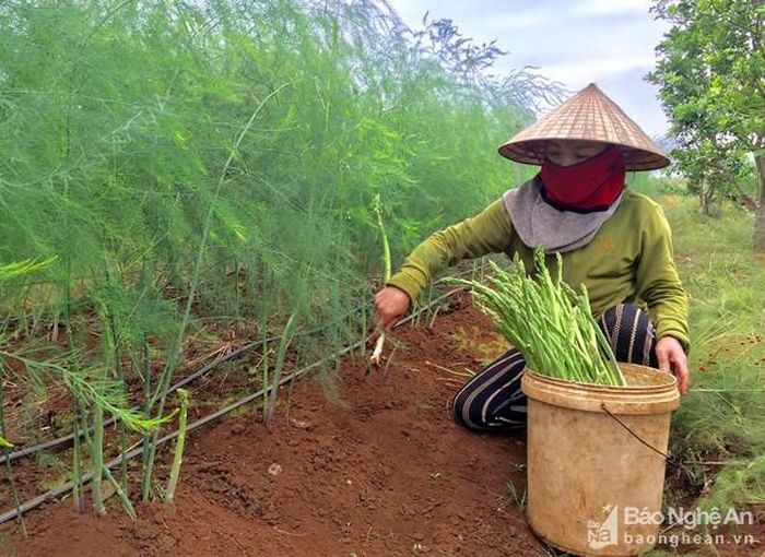 Gia đình chị Nguyễn Thị Tâm, xã Tây Hiếu, thị xã Thái Hòa thu hoạch măng tây xanh. Ảnh: Quang Huy