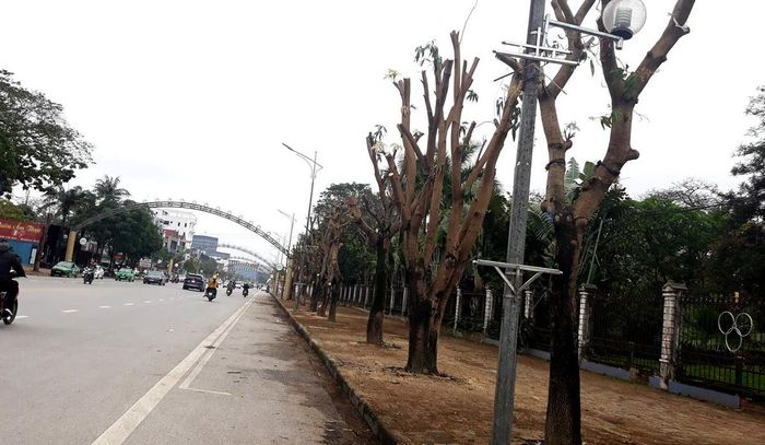 Hàng cây xoài trên đường Hồ Tùng Mậu, TP Vinh bị cắt cụt cành để chuẩn bị chuyển đi nơi khác.