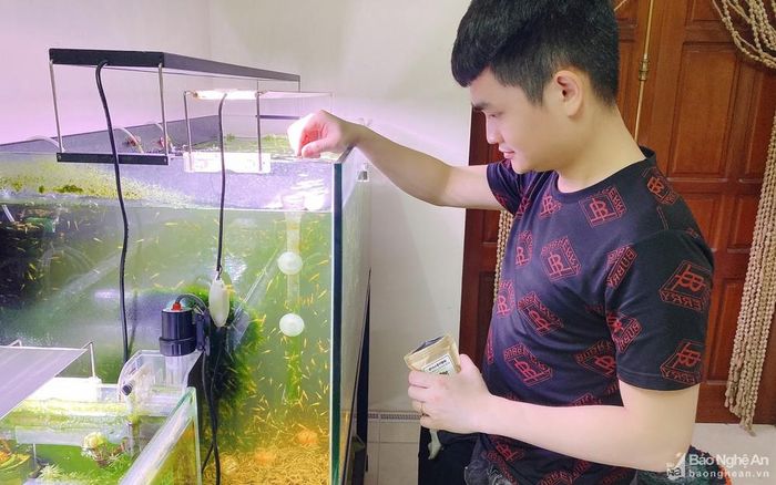 “Cuộc sống trong bể tép như một hệ sinh thái thu nhỏ, nhộn nhịp và sinh động. Quan sát, chăm sóc tép cảnh giúp tôi có những phút giây thư giãn sau một ngày làm việc căng thẳng” - anh Hoàng Chính, một người chơi tép cảnh ở TP. Vinh cho biết. Anh đã đầu tư một số tiền không nhỏ cho đam mê này và hiện đang sở hữu 3 bể tép cảnh với số lượng hơn 8.000 con. Ảnh: D.T
