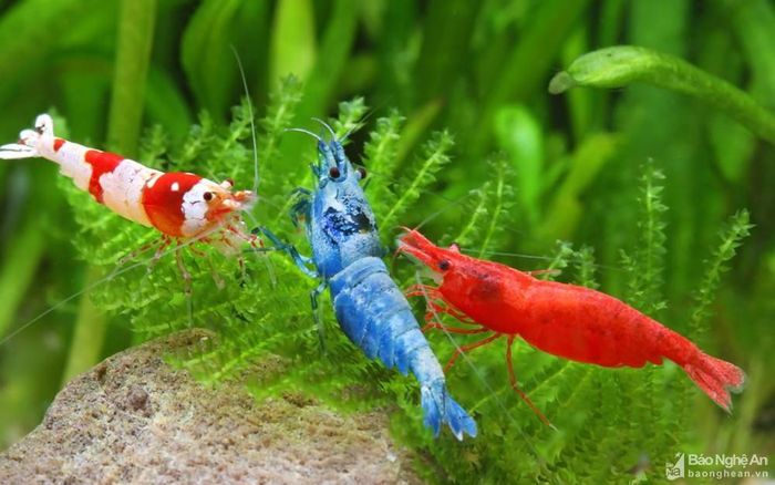 Trong điều kiện nước mềm và độ axit yếu, tép cảnh sẽ lột xác thường xuyên để lớn lên, màu sắc cũng nhạt hơn. Trong nước cứng và tính axit yếu, màu vỏ sẽ đậm hơn nhưng tép sinh trưởng chậm hơn, khó lột xác và có thể bị chết. Ảnh tư liệu.
