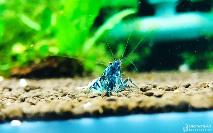 Tất cả các dòng tép cảnh đều rất ưa nhiệt độ mát lạnh. Với một số loại tép lạnh, ngoài việc thay nước thường xuyên, người nuôi nên sử dụng máy làm mát nước (chiller) hoặc đặt bể trong phòng điều hòa. Ở Nghệ An, người nuôi tép sẽ khá vất vả để duy trì nhiệt độ lý tưởng cho tép vào mùa hè. Đèn chiếu sáng cũng là một yếu tố cần thiết để giúp tép phát triển, lên màu đẹp và giúp người nuôi dễ dàng quan sát bể. Ảnh: CTV