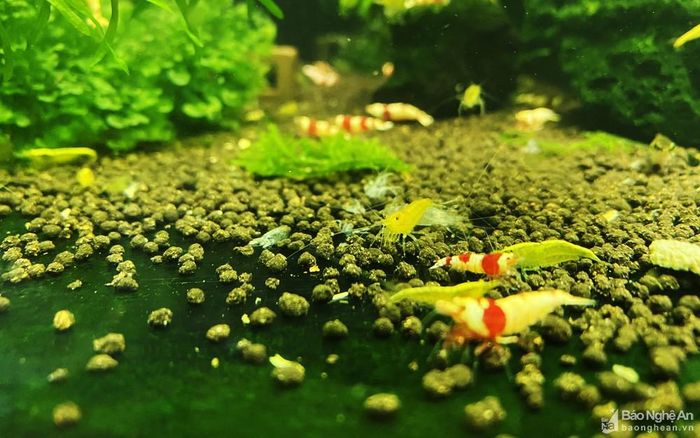 Tép con sẽ tự tìm thức ăn và lớn lên sau mỗi lần lột vỏ. Sự phát triển của chúng tùy thuộc vào số lượng thức ăn và số lần thay nước. Ảnh: D.T