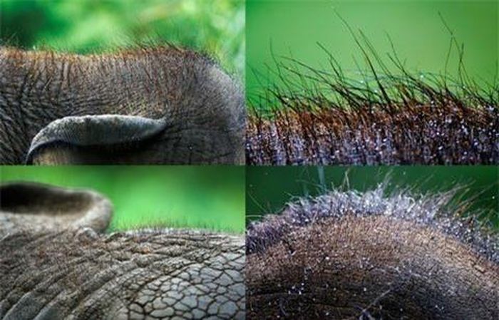 Lông trên đầu một con voi châu Phi (trái) và trên lưng của một con voi châu Á (phải). Ảnh: Live Science