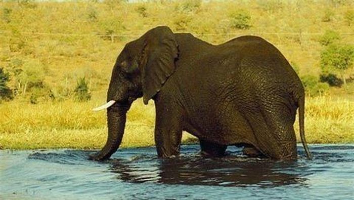 Các loài voi hiện đại đều sinh sống ở những vùng ấm nóng. Ảnh: Animal Planet