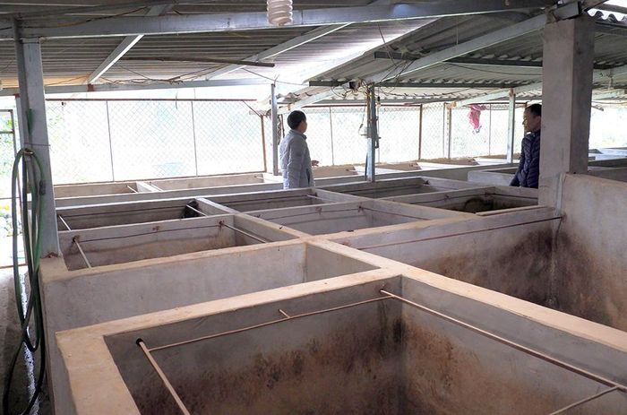 Trại nhím của gia đình anh Dũng được xây dựng kiên cố, vệ sinh sạch sẽ