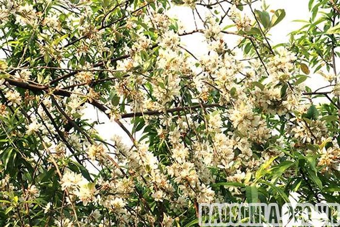 Cây Sơn Tra cũng được xem như biểu tượng của sự vươn lên trong gian khó.