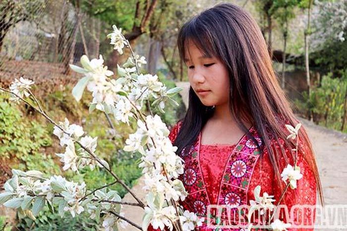 Hoa sơn tra mộc mạc, giản dị như vẻ đẹp của thiếu nữ người Mông.