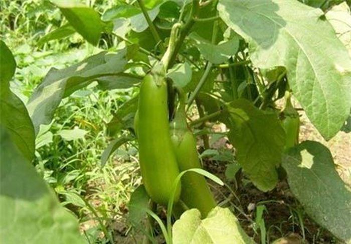 … mà còn có loại cho quả màu xanh …