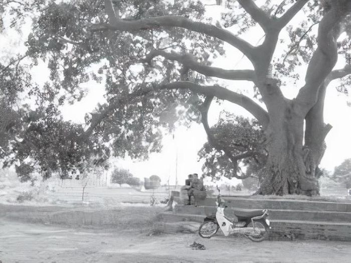 Gốc đa rìa làng Ó nơi diễn ra phiên chợ Âm - Dương. Ảnh: Tư liệu