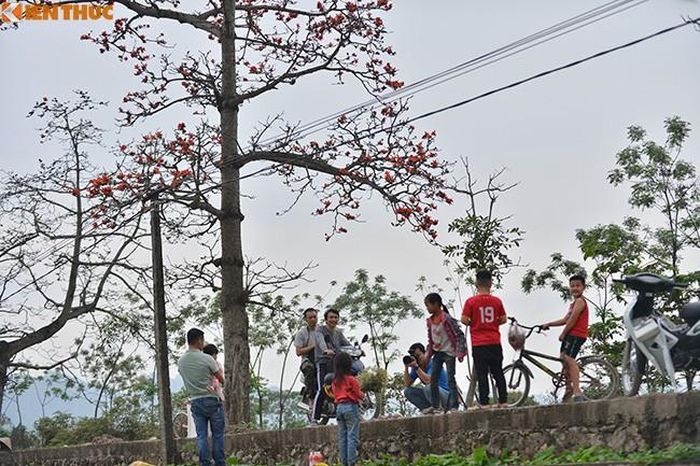 Hoa gạo cũng góp phần tạo ra những ký ức, kỷ niệm về tuổi thơ của những cháu nhỏ này.