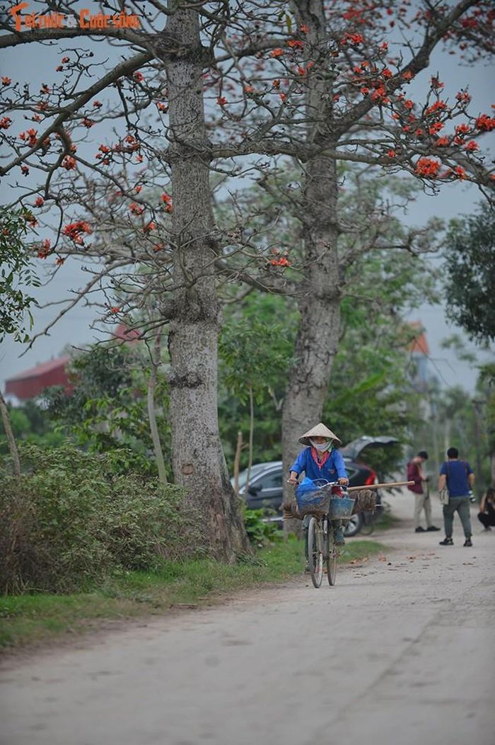 Tuy không phải loài hoa phổ biến nhưng hoa gạo vẫn là một hình ảnh đẹp đẽ, thân thương với người dân Hà Nội.