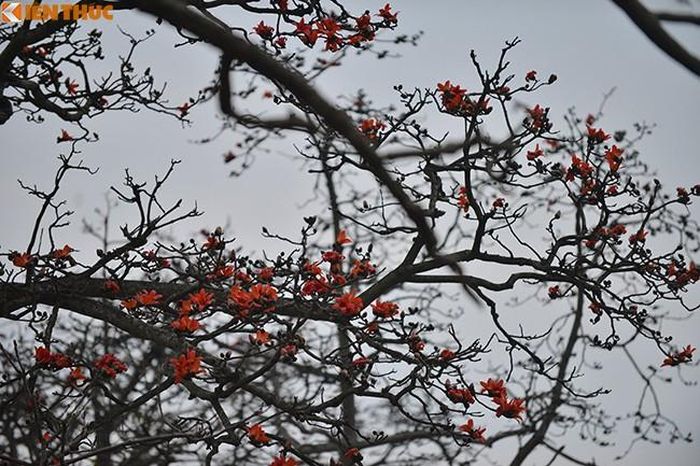 Hoa gạo năm cánh đỏ tươi, lúc rơi cánh hoa xoay như chóng chóng rất đẹp mắt. Những chùm hoa nở như những đốm lửa đang cháy bập bùng. 